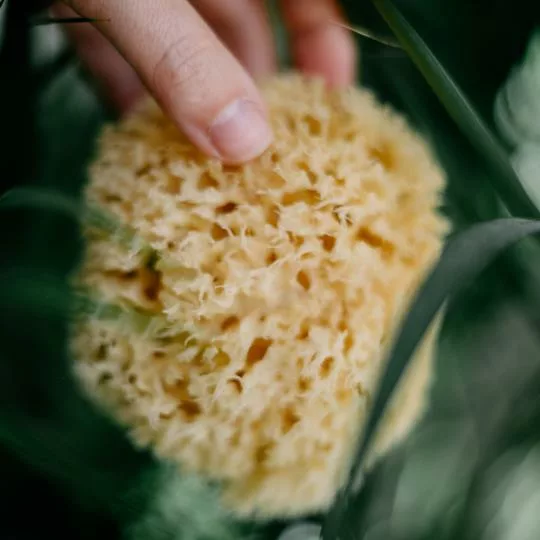 EPONGE DE BAIN NATURELLE 9cm  - Croll & Denecke